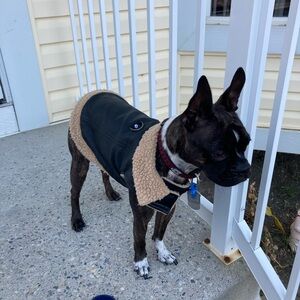 Black Faux Leather Dog Jacket with Tan Fleece Lining used